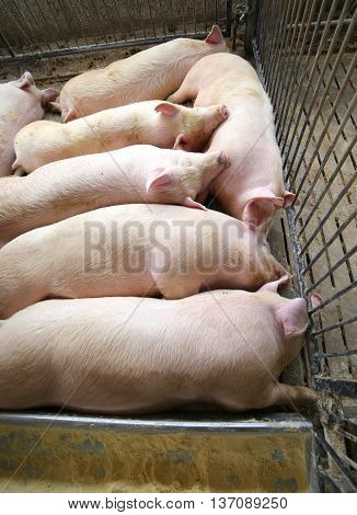 Fat And Tired Asleep Pig In Pig-breeding Farm