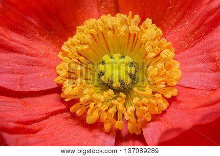 Close Up Of A Red Iceland Poppy(scientific Name Papaver Nudicaule)