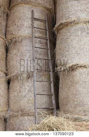 Wood Ladder In The Barn Of The Farm