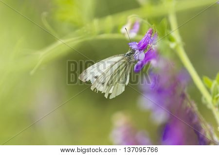 Butterfly On Flower. Butterfly In Nature. Yellow Butterfly In Flowers Garden. Butterfly Pollinating