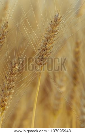 Wheat field. Golden field of wheat. Harvest time. Wheat crop ready for harvest.
