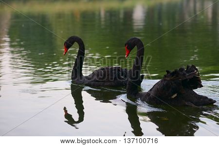 Swimming two black swans on a lake in spring