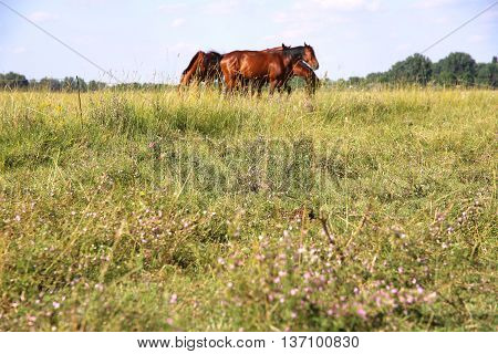 Young Anglo Arabian Foals And Mares Grazing Peaceful Together At Typical Hungarian Countryside Puszt