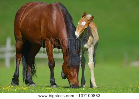 Foal with a mare on a summer pasture