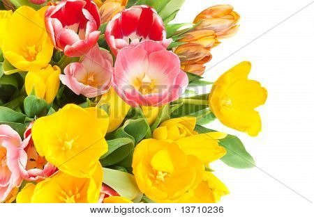 Bouquet from spring tulips on a white background