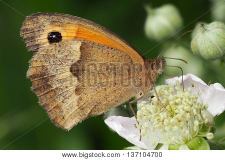 Meadow Brown Female Butterfly feeding on a flower (Manolia Jurtina)