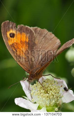 Meadow Brown Female Butterfly feeding on a flower (Manolia Jurtina)