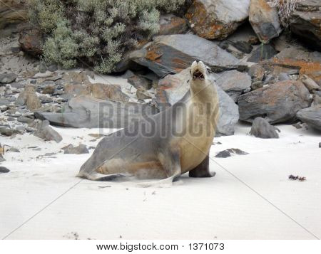 Sealion2