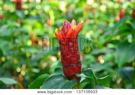 Indian Head Ginger, Costus woodsonii, Family Costaceae, Central of Thailand