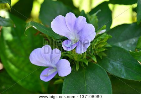 Purple Barleria strigosa, Family Acanthaceae, Central of Thailand
