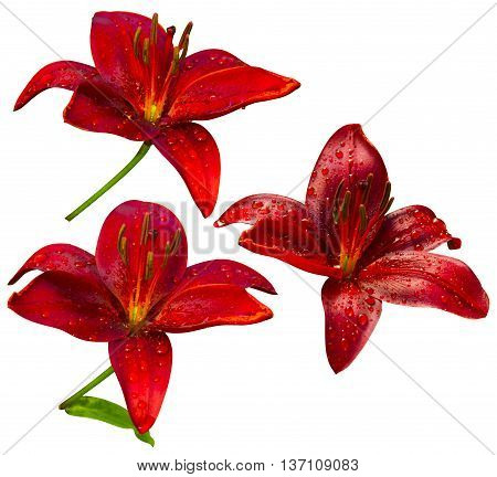 lily flowers isolated. lily flowers. lily flowers isolated on white background.lily.