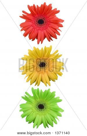 Daisy verkeerslicht