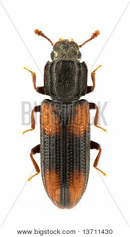 Bitoma Crenata