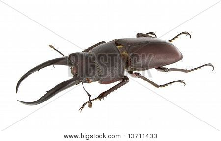 Prosopocoilus Gracilis