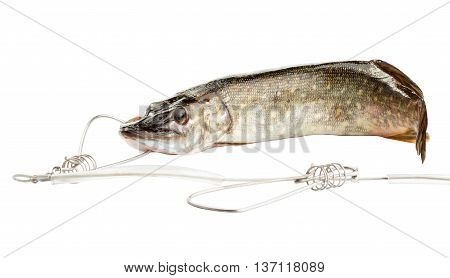 Fresh pike Kukan, isolated on white background