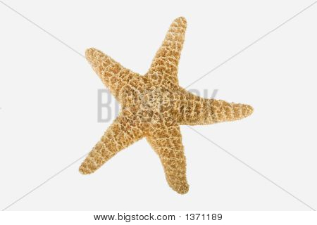 Starfish