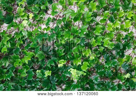 Curly green creeping ivy on a white wall as a texture
