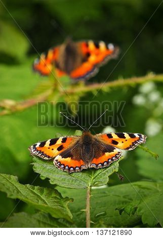 Small Tortoiseshell Buteterfly Basking on a leaf (Aglais Urticae)