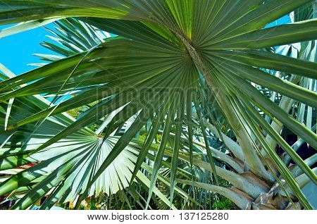 Close up of palm tree.Background image is filled with fronds from tropical Fan Palm. Thailand