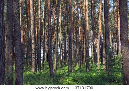 pine forest with green grass in the foreground