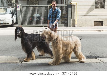 MILAN ITALY - JULY 7: Unidentified man walks with two beautiful Afgan Hounds on JULY 7 2016 in Milan.