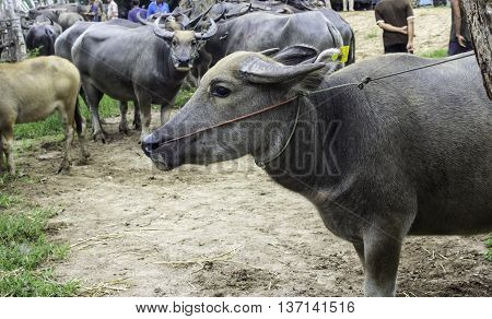 Resale market the Buffalo and cows Thailand