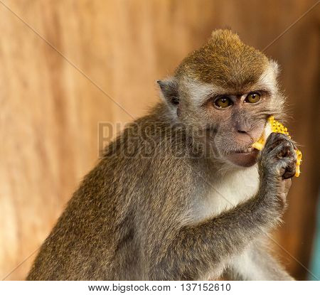 Wildlife monkey eating food from plastic bag from trash can, garbage, Brunei