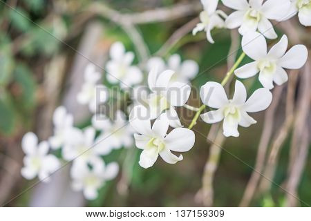 White orchid in the garden with blurred background.