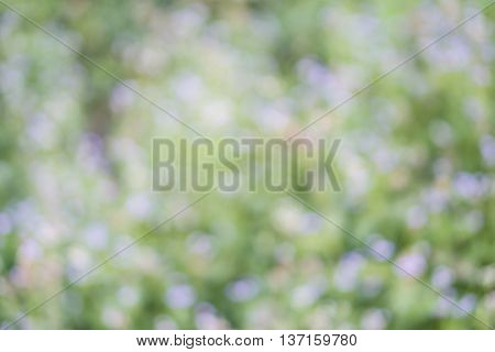 Blurred bright flowers field with green color from grass in sunshine day.