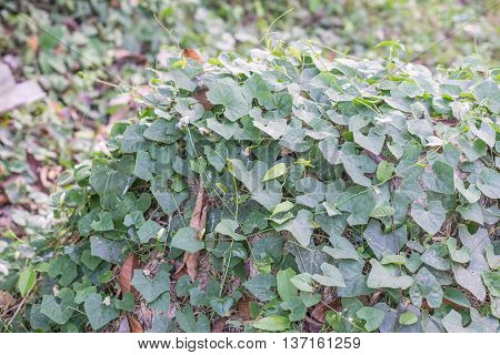Ivy gourd on the ground in sunny day.