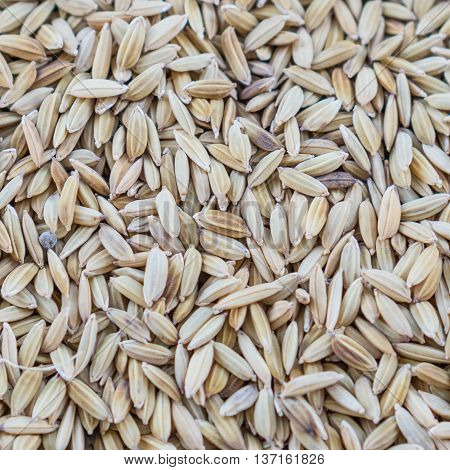 Pattern and texture of brown paddy rice.