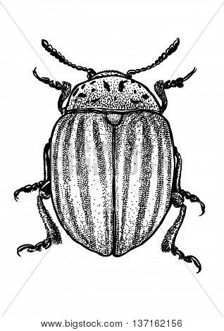 engraved, drawn,  illustration, insect, Colorado, potato, beetle