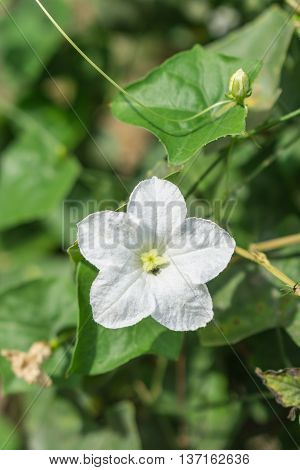 White ivy gourd flower and green leaves on the ground.