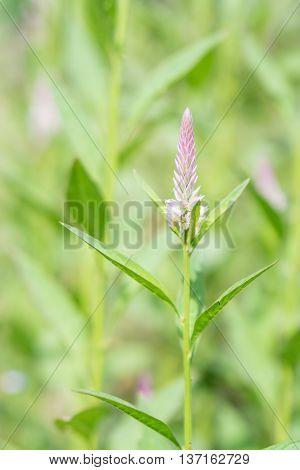 Beautiful wild cockscomb with blurred background in Thailand.