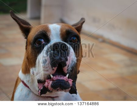 Angry barking boxer dog with bared teeth