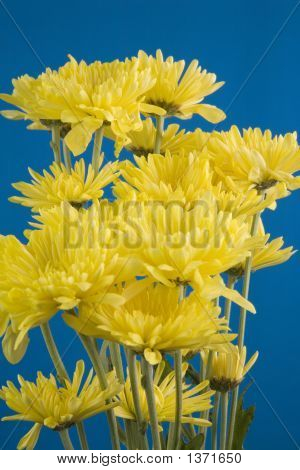 Gele Daisies