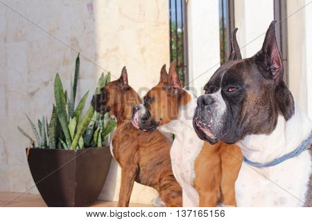 Boxer Dogs