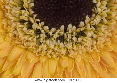 Macro van een Gerbera Daisy