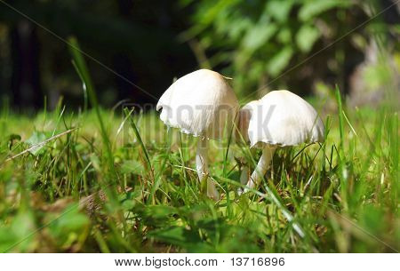Waldpilze