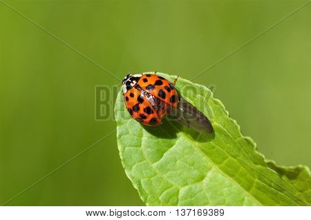 A harlequin ladybird or Ladybug (Harmonia axyridis) on a leaf.