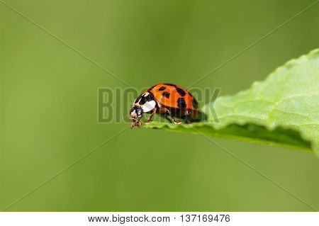 A harlequin ladybird or Ladybug (Harmonia axyridis) on a leaf.