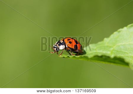 A harlequin ladybird or Ladybug (Harmonia axyridis) on a leaf.