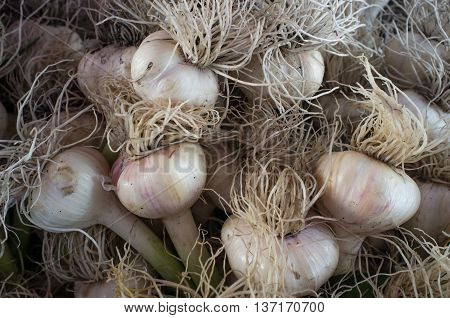 Close up garlic display with stems at farmers street market