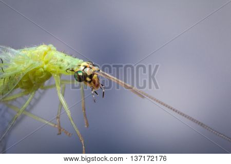 Common green lacewing fly or stinkfly in closeup macro image against blue sky