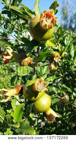 Several immature flowering pomegranate on the tree.