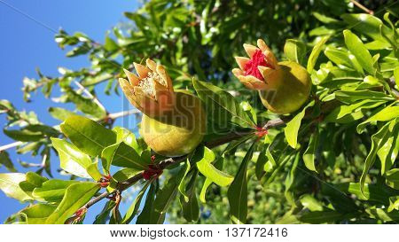 Several immature flowering pomegranate on the tree.