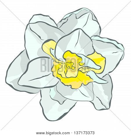 Magnificent white narcissus with yellow center. Vector icon for print website cards textiles