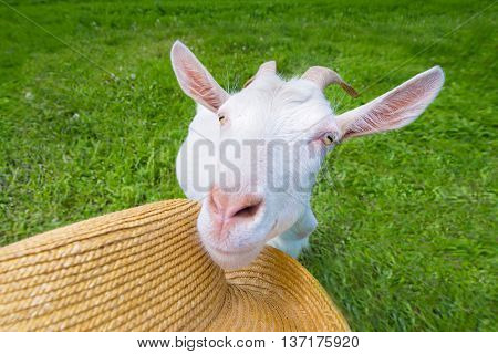 White goat on a green meadow with a straw hat