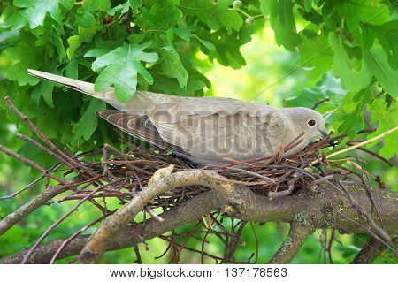 Pigeon Bird. Nest Of A Bird In The Nature.