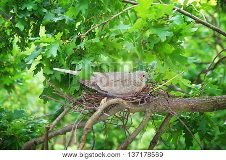 Pigeon Bird. Nest Of A Bird In The Nature.